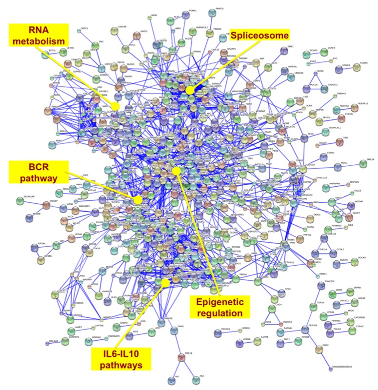 Transcripts regulated by eIF4E activity in the nucleus of lymphoma cells